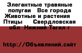 Элегантные травяные попугаи - Все города Животные и растения » Птицы   . Свердловская обл.,Нижний Тагил г.